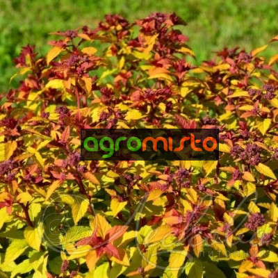 Cпірея Spiraea japonica Merlo Star (C3)