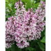 Бузок Syringa patula Miss Kim (С3)