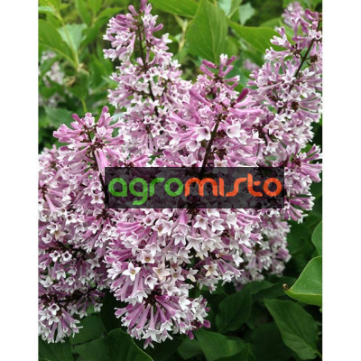 Бузок Syringa patula Miss Kim (С3)