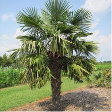 Пальма Trachycarpus fortunei ()