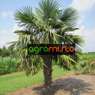 Пальма Trachycarpus fortunei ()