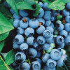 лохина Vaccinum corymbosum Bluecrop (С3)