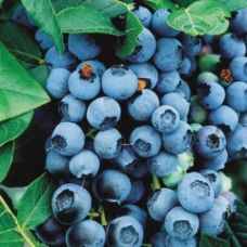 лохина Vaccinum corymbosum Bluecrop (С3) лохина Vaccinum corymbosum Bluecrop (С3)