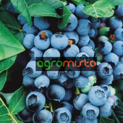 лохина Vaccinum corymbosum Bluecrop (С3)