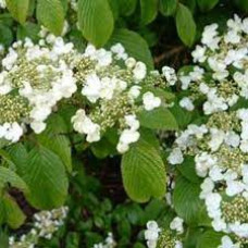 Калина японська Viburnum plicatum St Keverne (С3)
