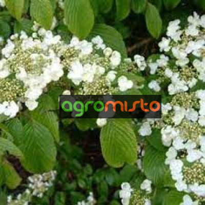 Калина японська Viburnum plicatum St Keverne (С3)