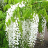 Гліцинія біла Wisteria Floribunda Alba (С3)