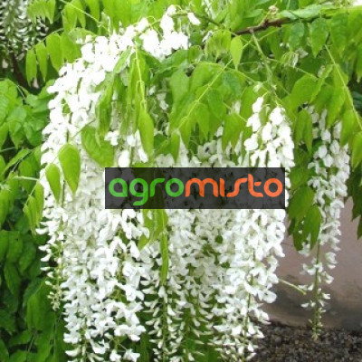 Гліцинія біла Wisteria Floribunda Alba (С3)
