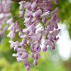 Гліцинія рожева Wisteria Floribunda Honbeni (С3)