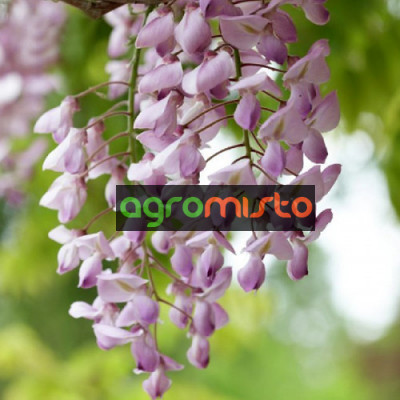 Гліцинія рожева Wisteria Floribunda Honbeni (С3)