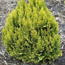 Кипарис Лавсона Chamaecyparis lawsoniana Minima Aurea (C2)