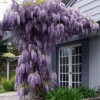 Гліцинія Фіолетова Wisteria Floribunda Prolofic (С3)