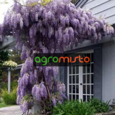 Гліцинія Фіолетова Wisteria Floribunda Prolofic (С3)
