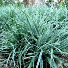 Осока Carex Flacca Blue Zinger (С1