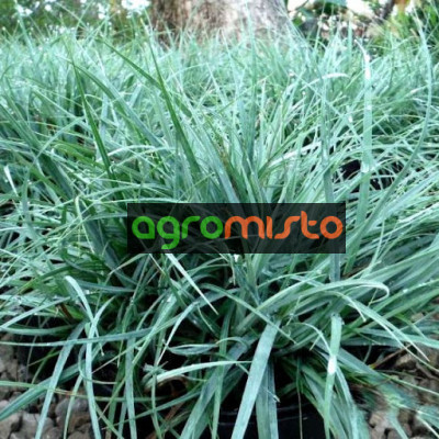 Осока Carex Flacca Blue Zinger (С1