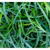 Осока Carex morrowi (С2)