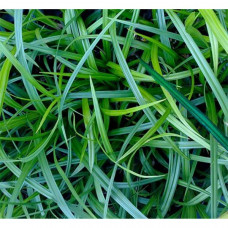 Осока Carex morrowi (С2)