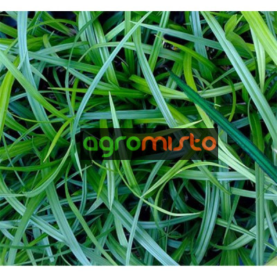 Осока Carex morrowi (С2)