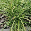 Осока Carex morrowi Variegata (С2)