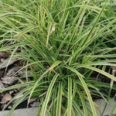 Осока Carex morrowi Variegata (С2)