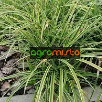 Осока Carex morrowi Variegata (С2)