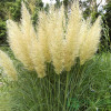 Трава пампасна біла Cortaderia selloana Evita (С35)