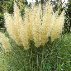 Трава пампасна біла Cortaderia selloana Evita (С35)