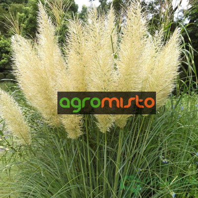 Трава пампасна біла Cortaderia selloana Evita (С35)