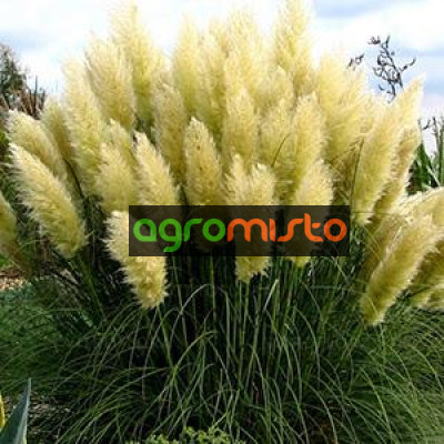 Трава пампасна біла Cortaderia selloana Pumilia (С5)