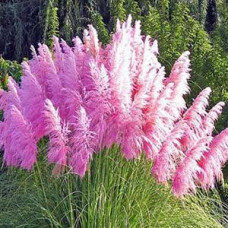 Трава пампасна рожева Cortaderia selloana Rosea (С1.5)