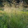 Луговик Deschampsia caespitosa Goldschleier (С2) Луговик Deschampsia caespitosa Goldschleier (С2)