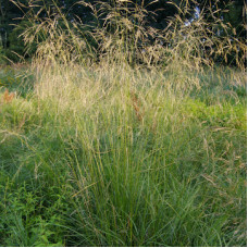 Луговик Deschampsia caespitosa Goldschleier (С2) Луговик Deschampsia caespitosa Goldschleier (С2)