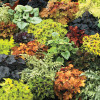 Гейхера Heuchera mix (С1.5)