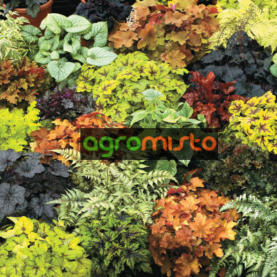 Гейхера Heuchera mix (С1.5)