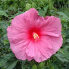 Гібіскус болотний рожевий Hibiscus moscheutos Fantasia (C5)