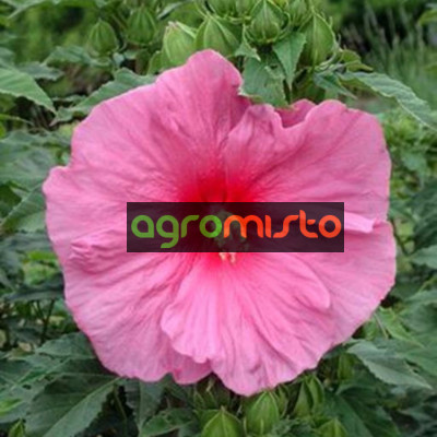 Гібіскус болотний рожевий Hibiscus moscheutos Fantasia (C5)