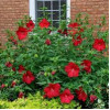 Гібіскус болотний темно рожевий Hibiscus moscheutos Fireball (C5)