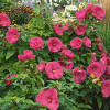 Гібіскус болотний рожевий Hibiscus moscheutos Jazzberry Jam (C5)