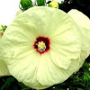 Гібіскус болотний білий Hibiscus moscheutos Old Yella (C5)