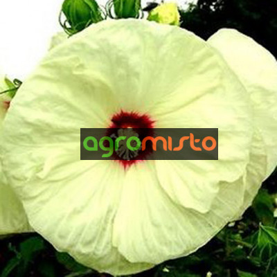 Гібіскус болотний білий Hibiscus moscheutos Old Yella (C5)