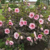 Гібіскус болотний рожевий Hibiscus moscheutos Summer Storm (C5)