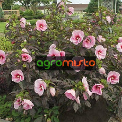 Гібіскус болотний рожевий Hibiscus moscheutos Summer Storm (C5)