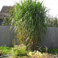 Трава велика Miscanthus giganteus (С15)