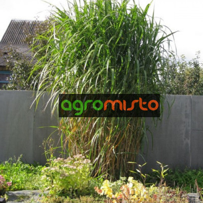 Трава велика Miscanthus giganteus (С15)