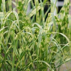 Трава велика Miscanthus giganteus Aligator (С3)