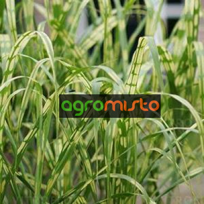 Трава велика Miscanthus giganteus Aligator (С3)