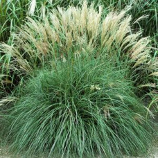 Трава китайська Miscanthus sinensis Adagio (С2) Трава китайська Miscanthus sinensis Adagio (С2)