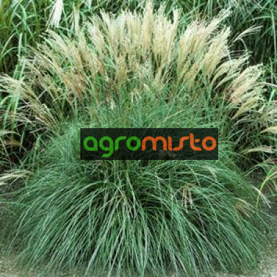 Трава китайська Miscanthus sinensis Adagio (С2)
