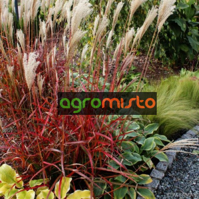 Трава китайська Miscanthus sinensis Droning Ingrid (С2)