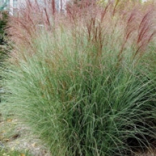 Трава китайська Miscanthus sinensis Gracillimus (С10)